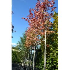 Клён Фримана Autumn Blaze...