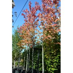Клён Фримана Autumn Blaze... 2