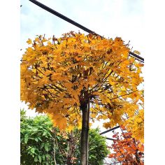 Клён остролистный...