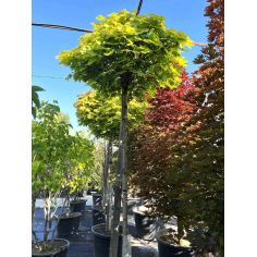 Клён остролистный...