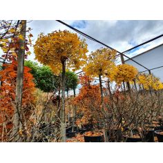 Клён остролистный... 2