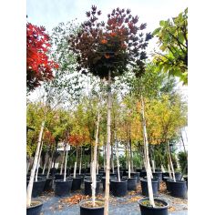 Клён остролистный "Crimson...