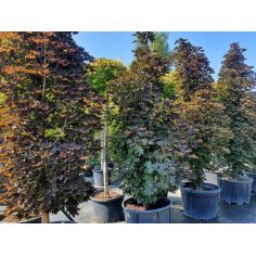 Клён остролистный "Crimson... 2