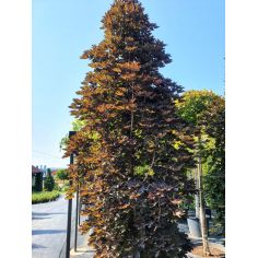 Клён остролистный "Crimson... 2