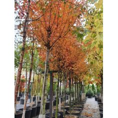 Клён веерный "Orange...