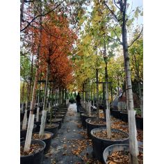 Клён веерный "Orange... 2