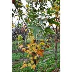 Клён Остролистный...