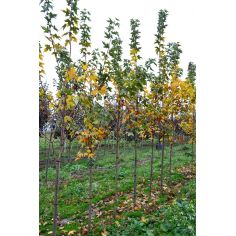 Клён Остролистный... 2