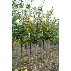 Клён ложноплатановый...