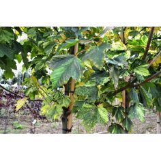 Клён ложноплатановый... 2