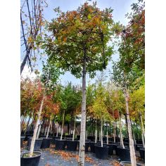 Клён Полевой на штамбе...