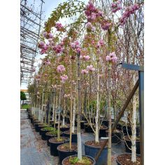 Сакура "Kiku-Shidare"...