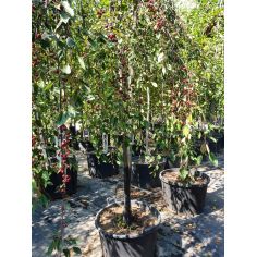 Яблоня "Royall Beaty"...