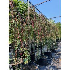 Яблоня "Royall Beaty"... 2