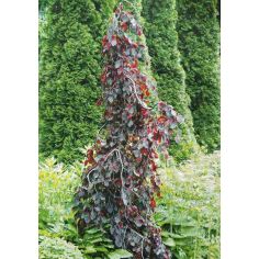 Бук лесной  "Purple...