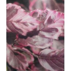 Бук лесной "Tricolor"...