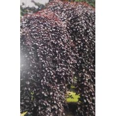 Бук лесной  "Purpurea...