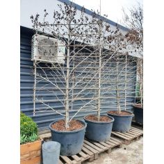 Ликвидамбур Смолоносный...