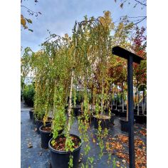 Береза повислая "Long...