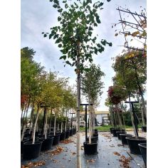 Береза повислая "Long...