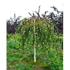 Береза Повислая "Yongii"...