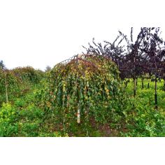 Береза Повислая "Yongii"... 2