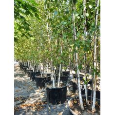 Береза Гималайская...