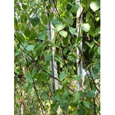 Береза Гималайская... 2