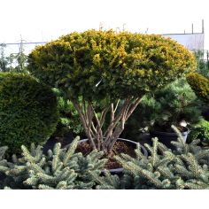 Тисс ягодный 'Semperaurea'...