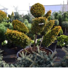 Тисс ягодный 'Semperaurea'...