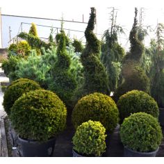 Тисс средний...