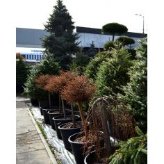 Лиственница европейская...