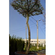 Лиственница европейская... 2