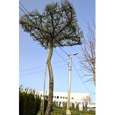 Лиственница европейская...