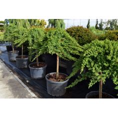 Можжевельник лежачий "Nana"...