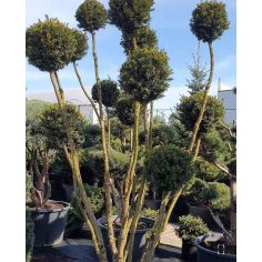 Тисс средний "Hicksii Pom... 2