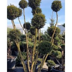 Тисс средний "Hicksii Pom...