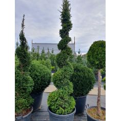 Тисс ягодный 'Spiral'...