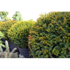 Тисс средний... 2