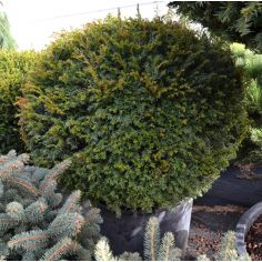 Тисс средний...