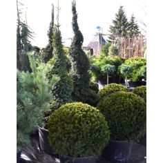 Тисс ягодный 'Spiral'... 2