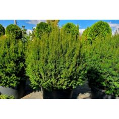 Тисс ягодный Куля (Taxus...