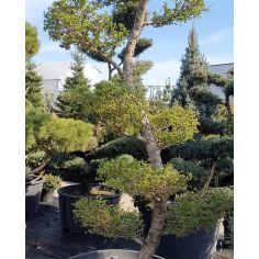 Лиственница японская Бонсай... 2