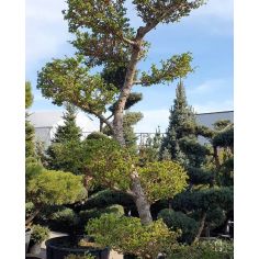 Лиственница японская Бонсай...
