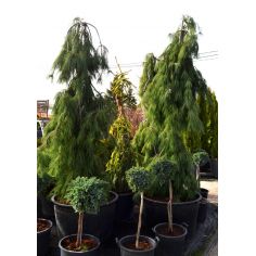 Сосна Веймутова... 2