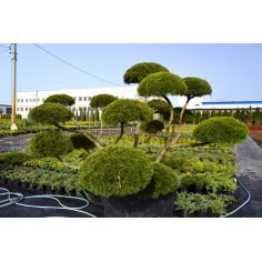 Сосна Mugo Bonsai (Pinus...