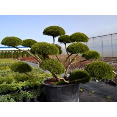 Сосна Mugo Bonsai (Pinus... 2