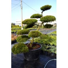 Сосна Горная (Pinus Mugo),...