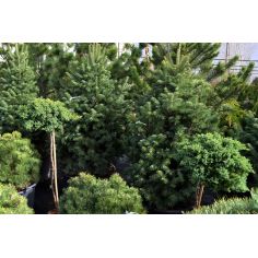 Можжевельник горизонтальный...