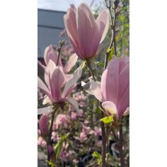 Магнолия "Henry Kern"...